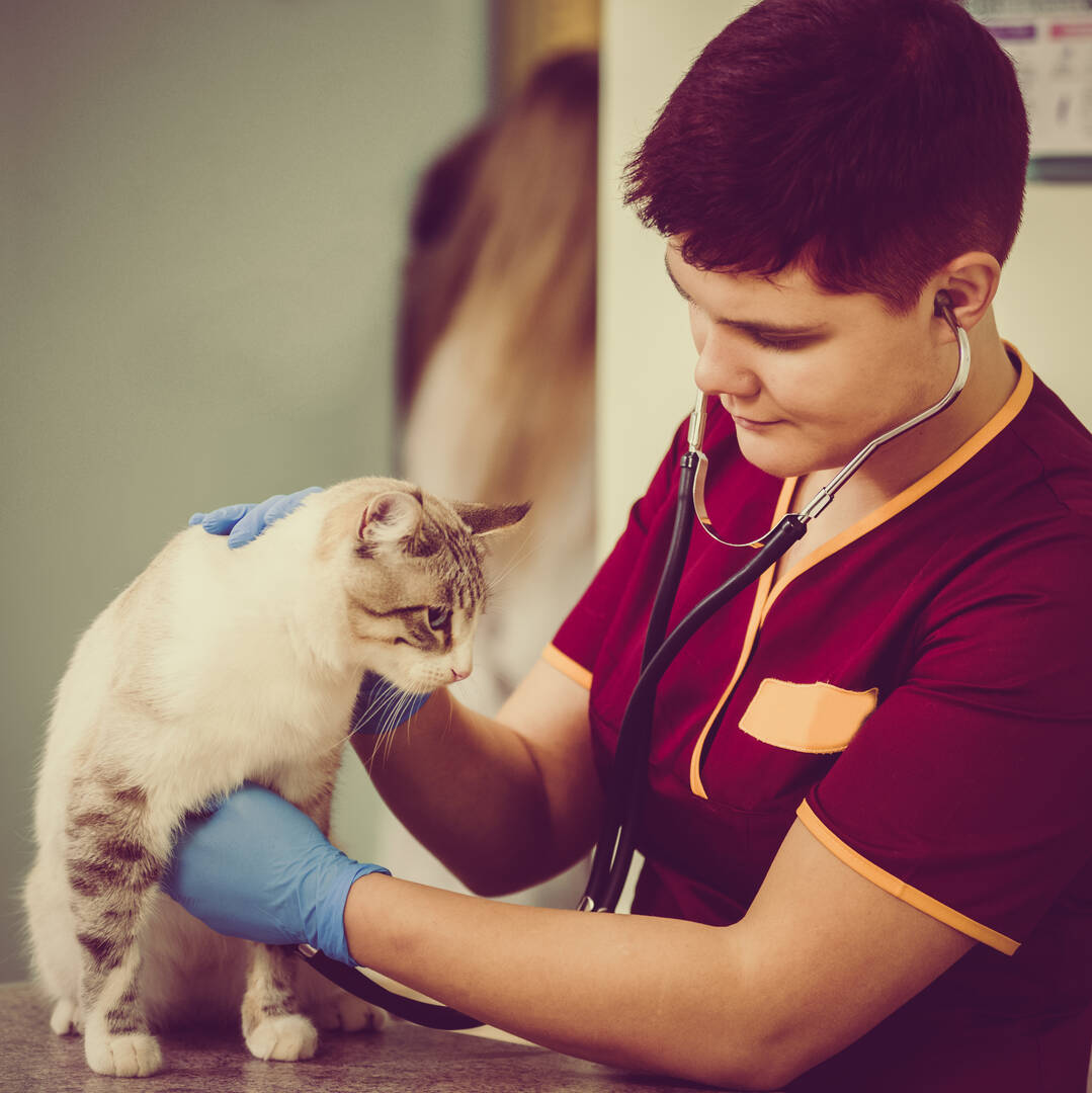 Wynnum Manly Vet Hospital logo