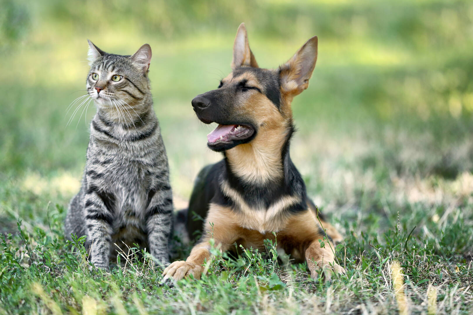Homebush Boarding Kennels & Cattery logo