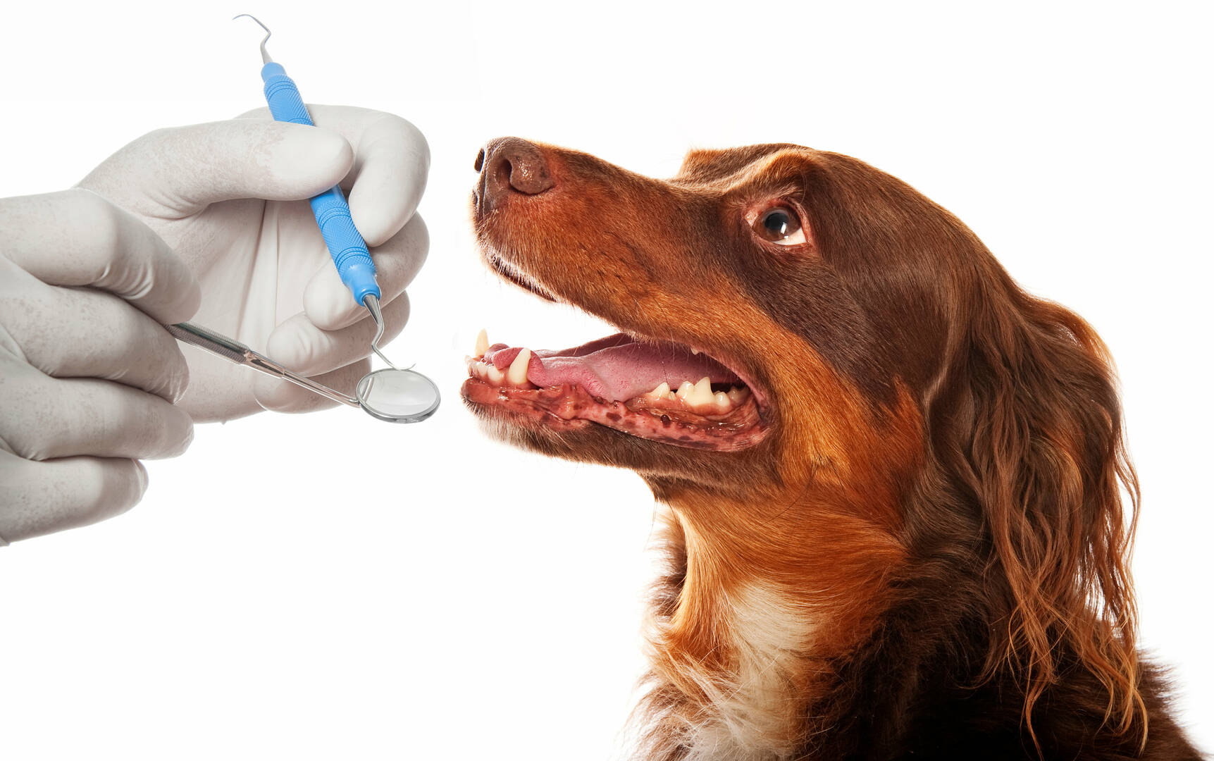 Animal Care Hospital logo