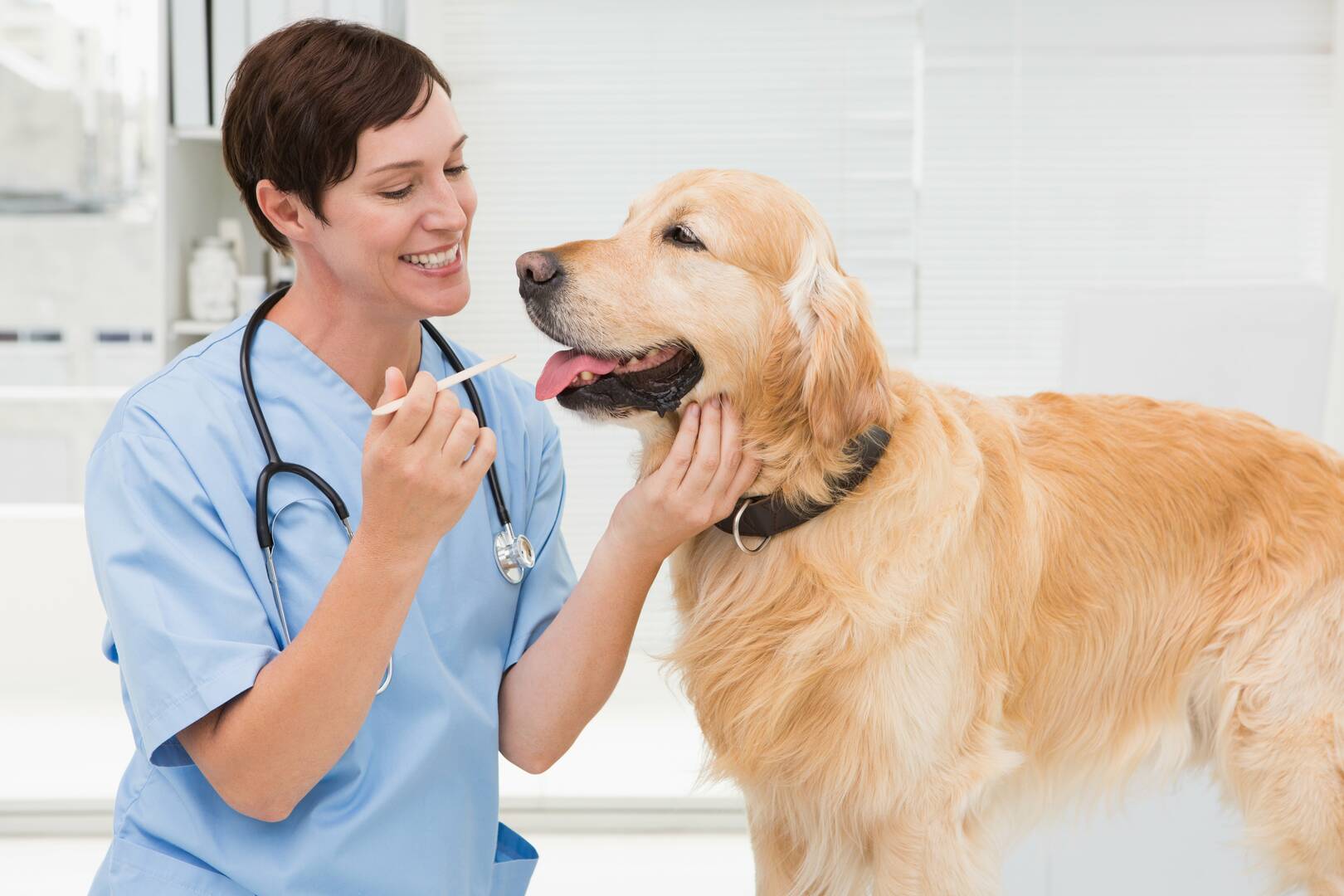 Clovis Veterinary Hospital P A logo