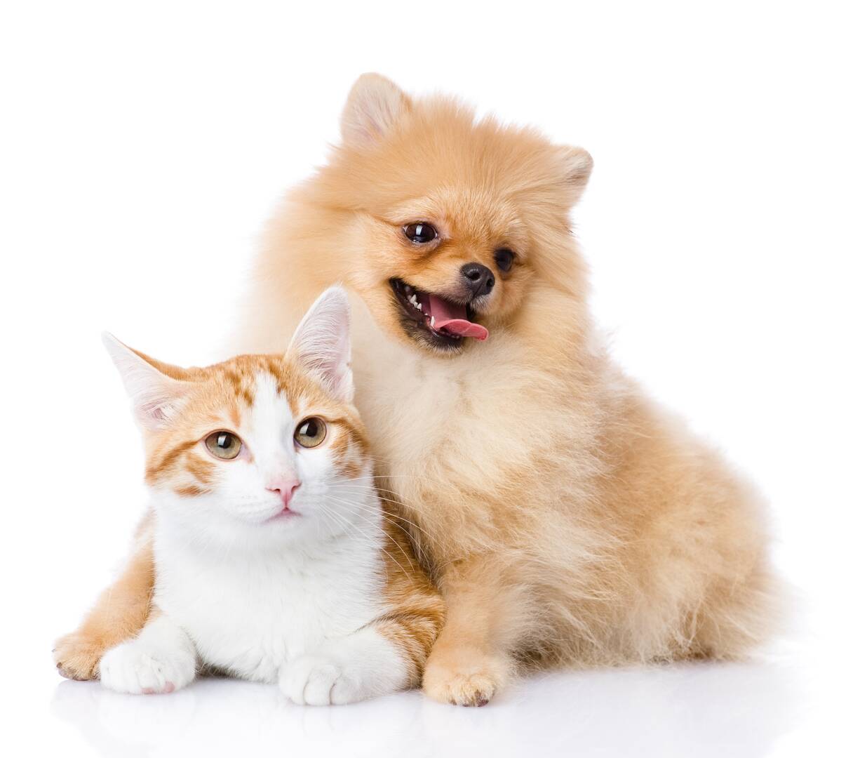 Veterinary Emergency Center logo